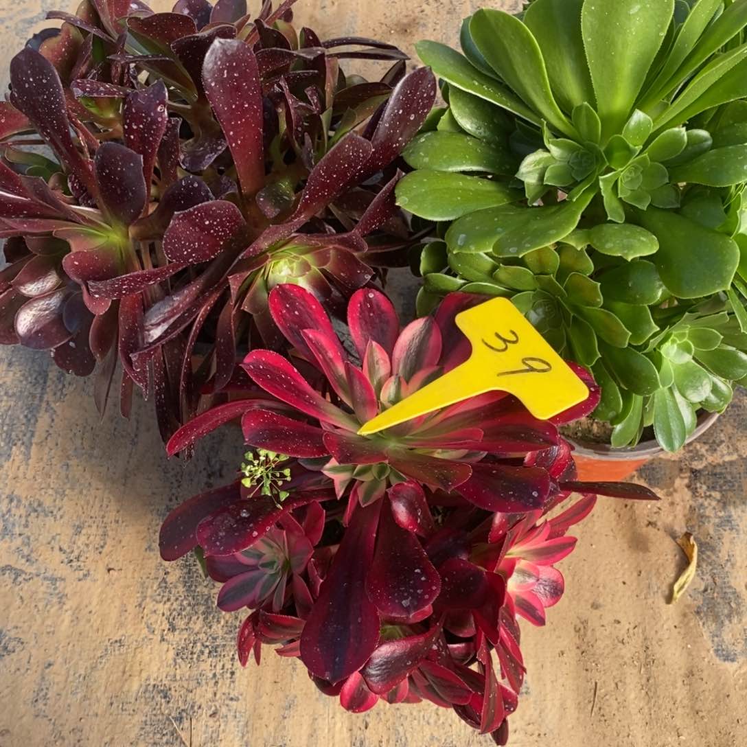 红陶夜**光39一物一拍。三