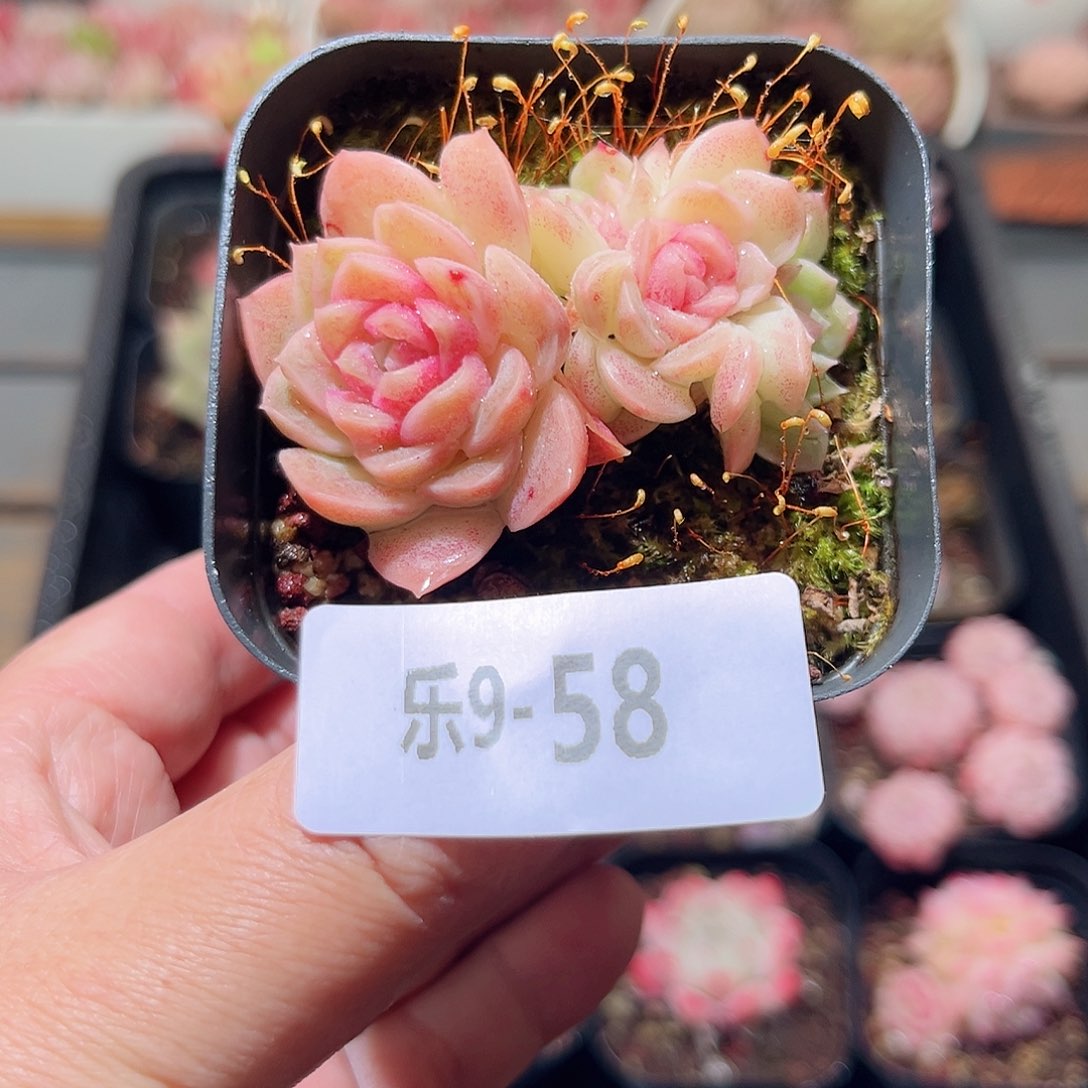 乐9-58 新品群不包整 