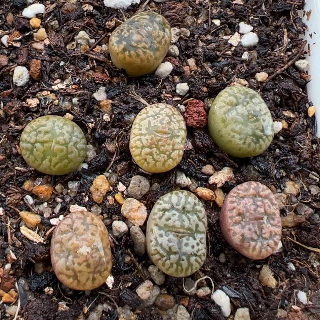 1.16好看的多肉247