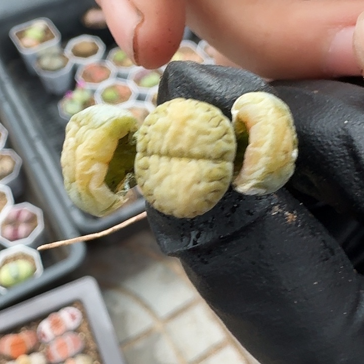 生石花3333。   197