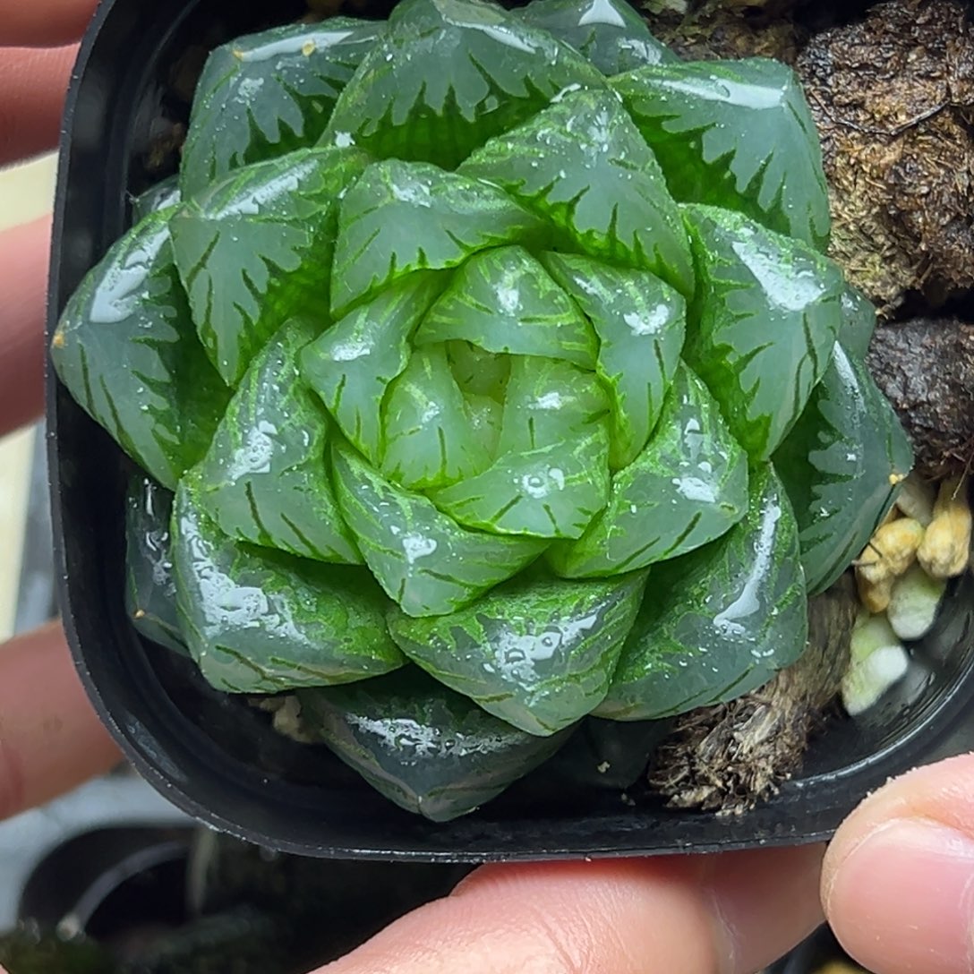 48巨大化龙鳞玉露一物一拍