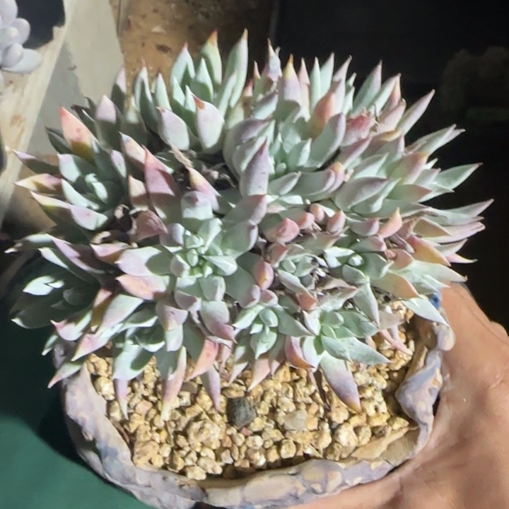 奴婢吉娜五十包邮老桩