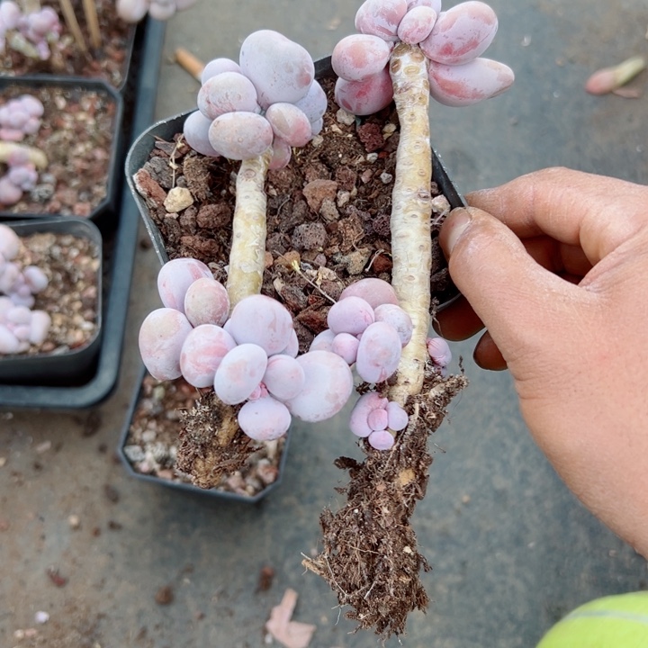精品多肉植物老桩