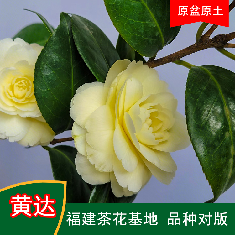 黄达包对版珍贵茶花品种室内外花卉阳台庭院绿植福建茶花基地