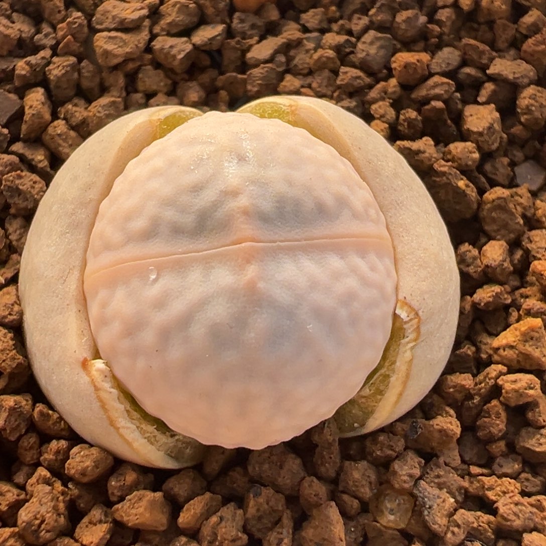 92多肉植物百科植物