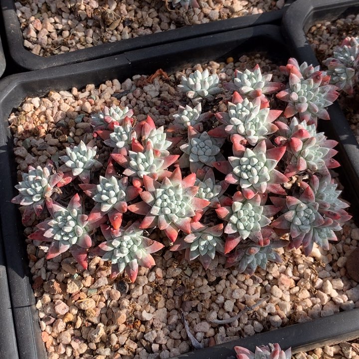 小韩菊福利出，多肉植物