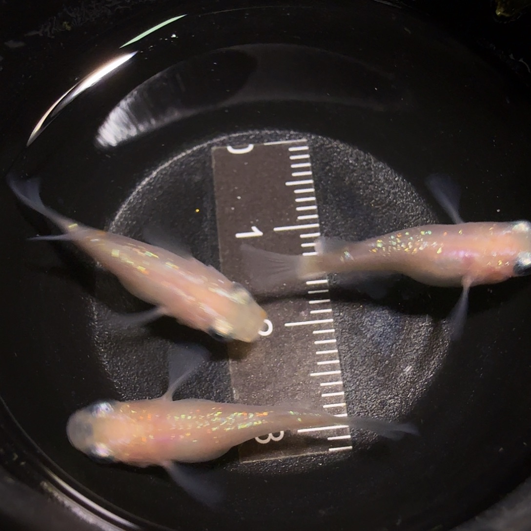 青鳉鱼一物一拍839