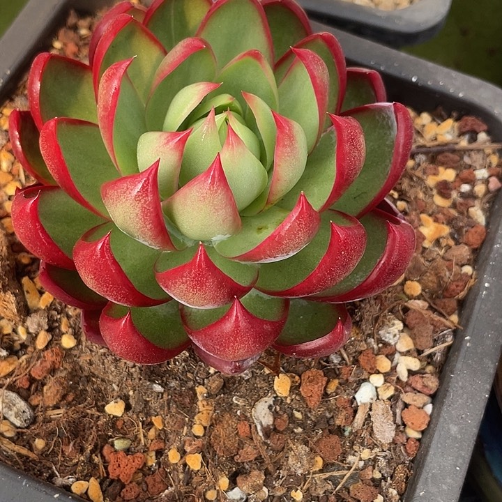 惊鸿仙子多肉植物4501