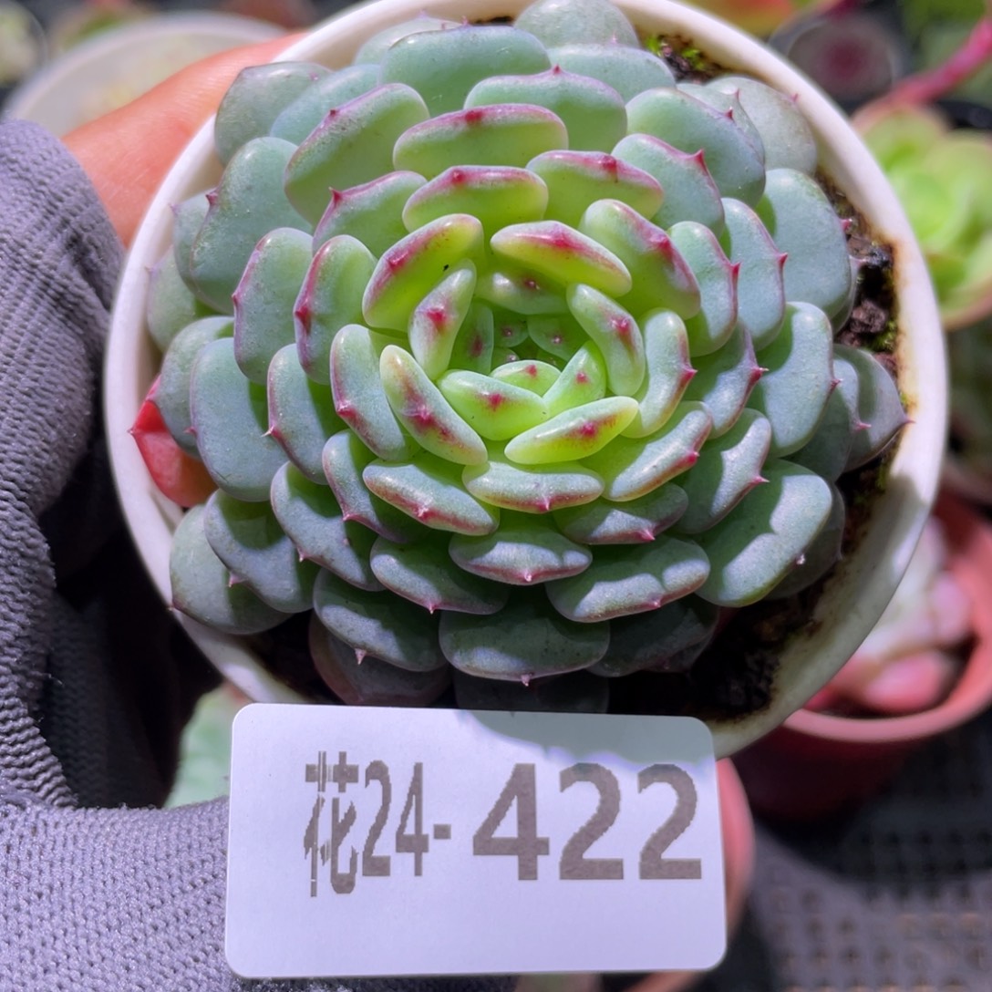 花利美24-422哈尼