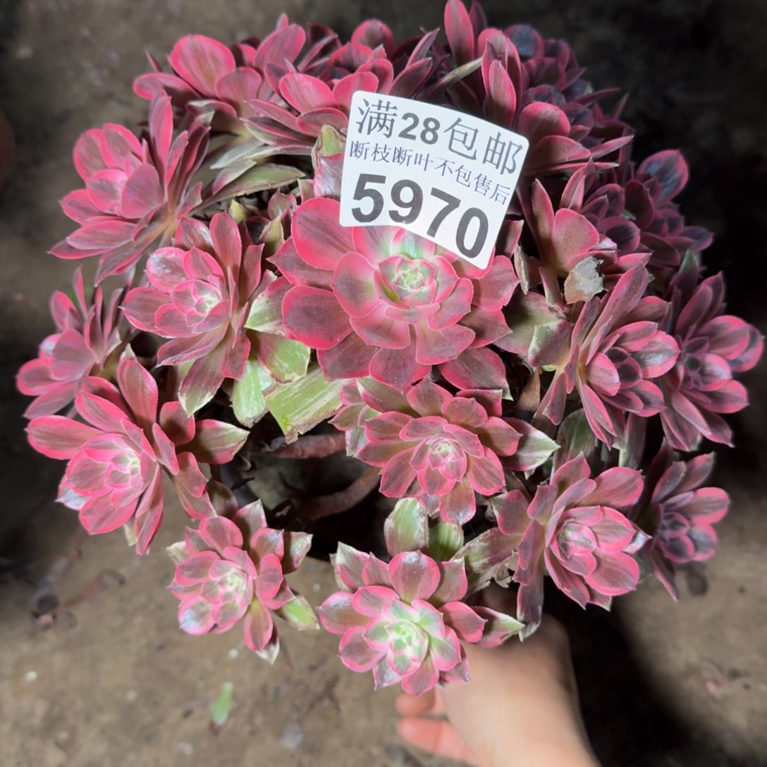 5970浣纱多肉植物