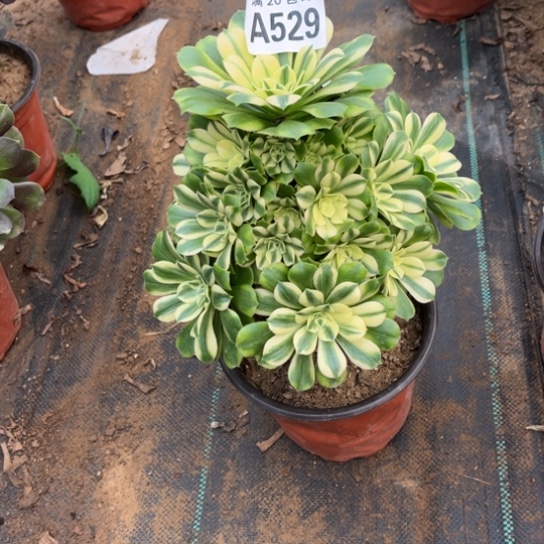 529辛尼亚不包断枝