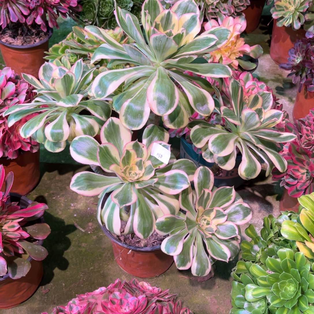 多肉植物燕姿1138