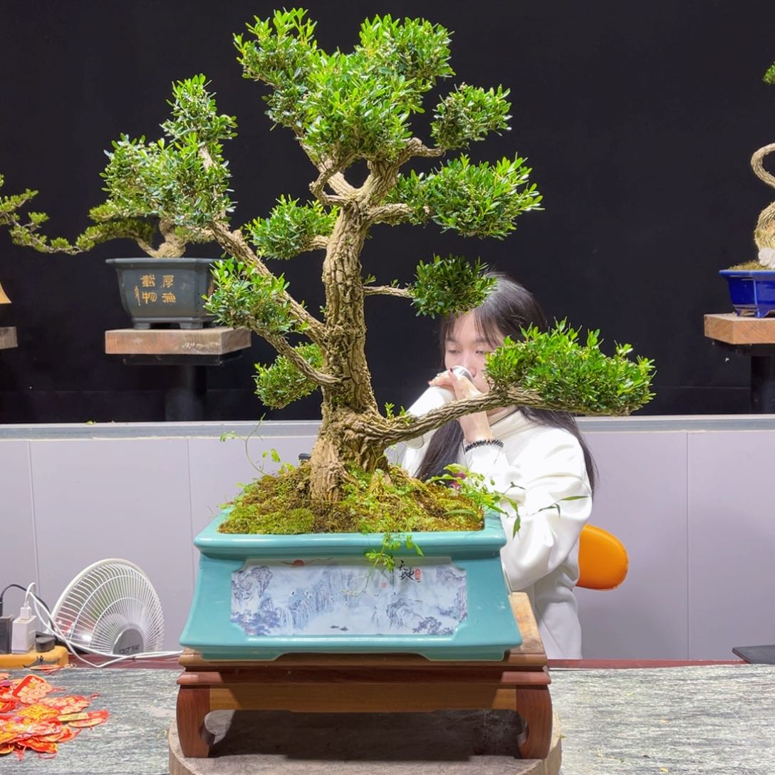 四季常青老桩黄杨盆景