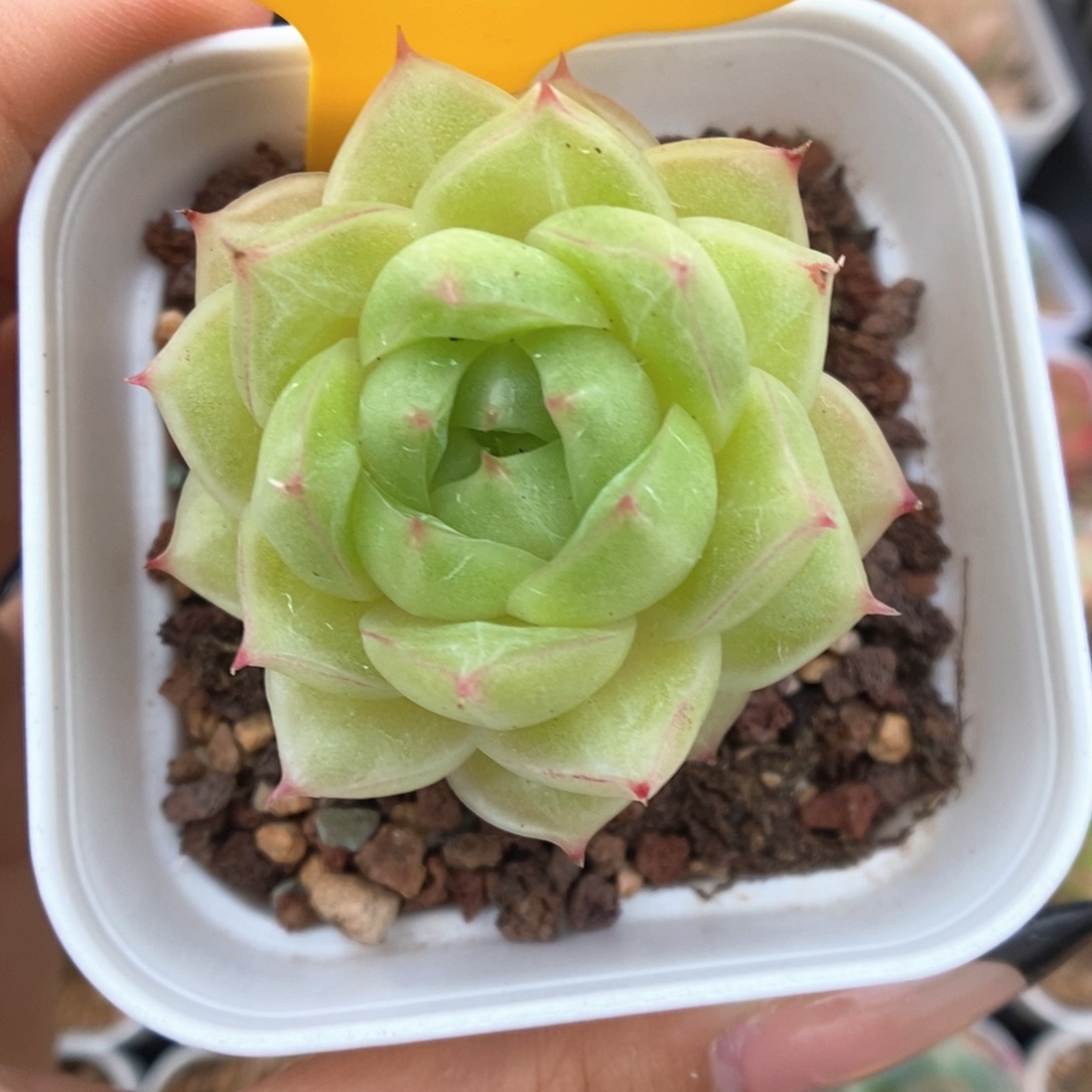 琉璃麦秆可拍222号。
