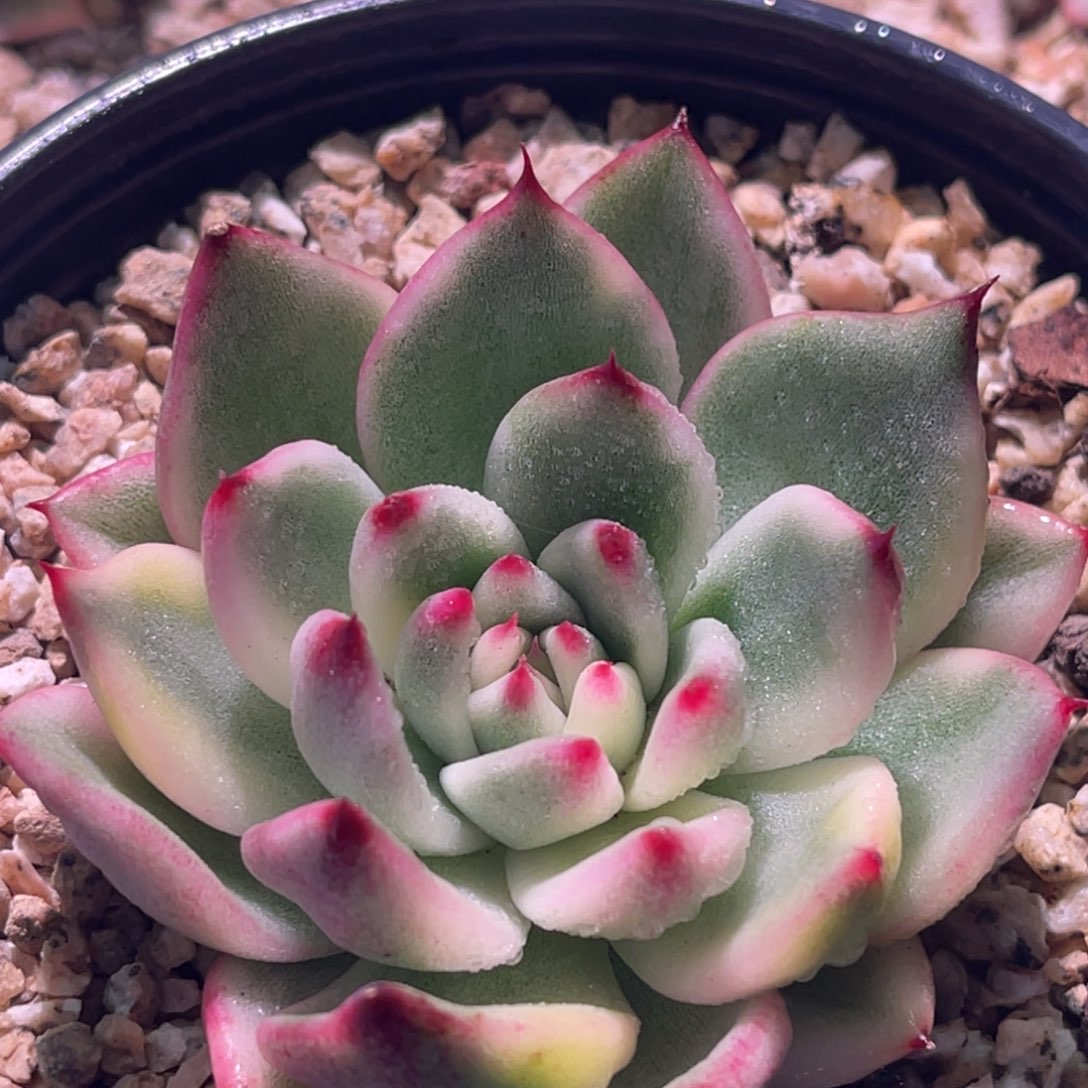 尚品特价东云锦1