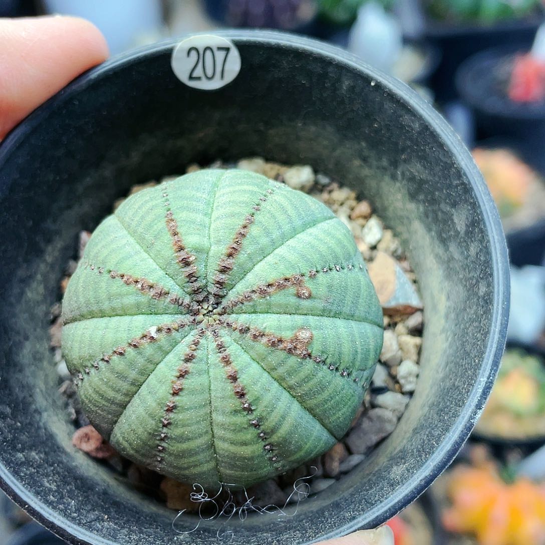 非偏远地区满25包邮仙人球