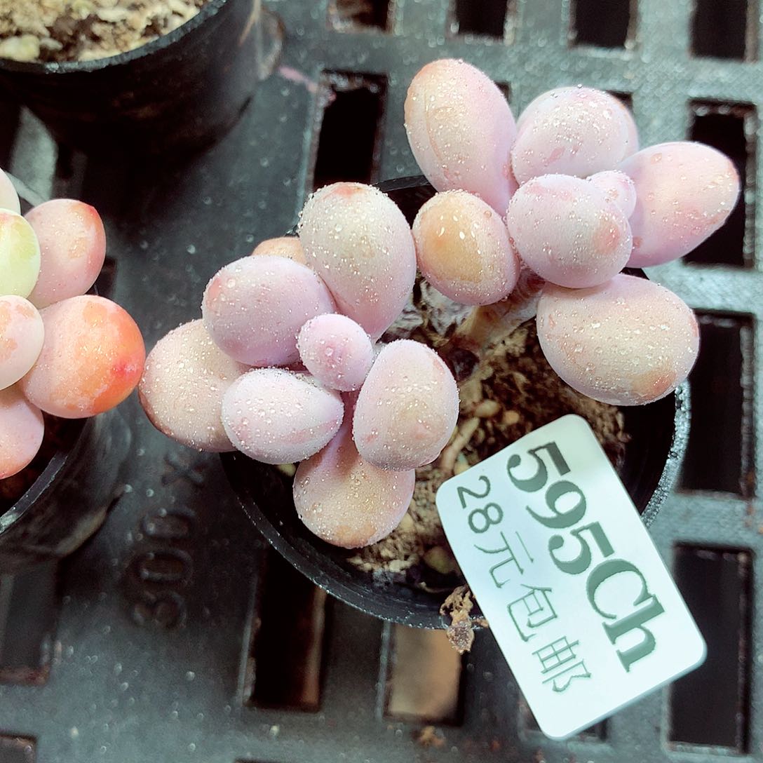 5厘米盆精控多肉595