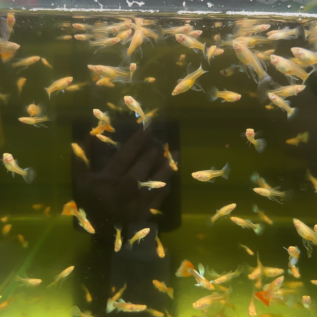 孔雀鱼练手蓝白C苗10条随机