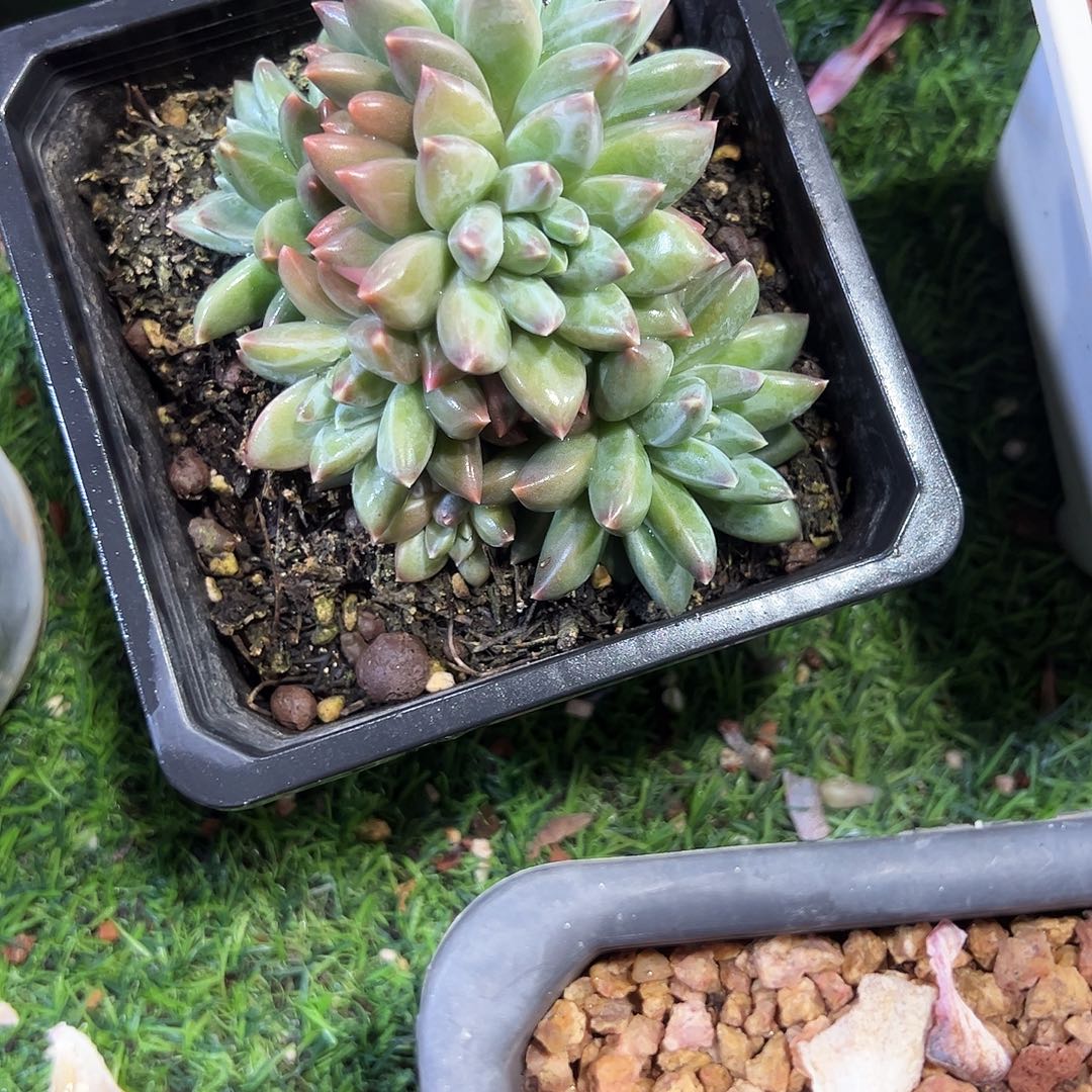 美人朵朵多肉植物