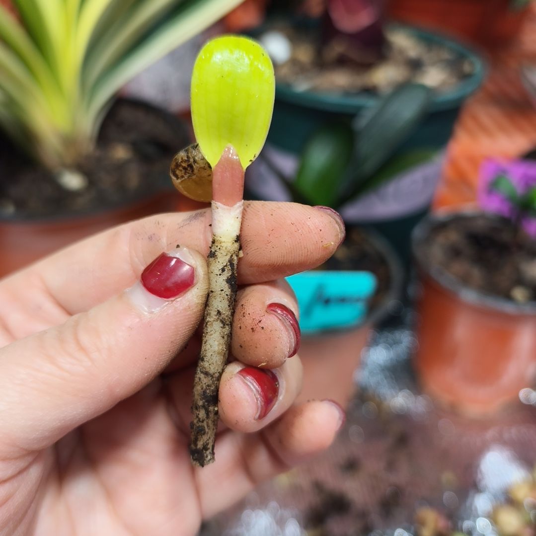 风****无花朵君子兰直播带货王