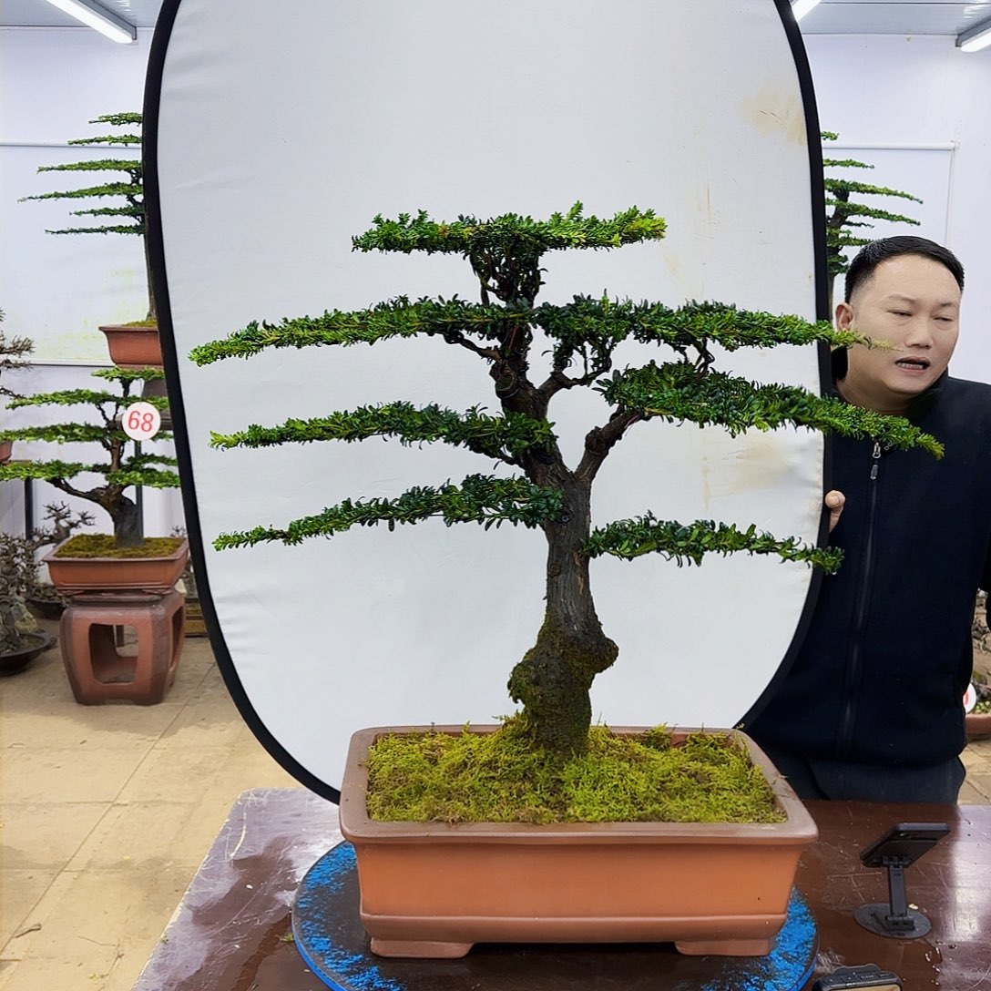 盆景欢迎大家一起来捡漏