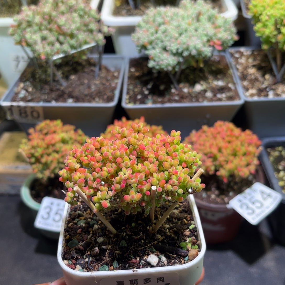 枝干番杏密橘糖球366