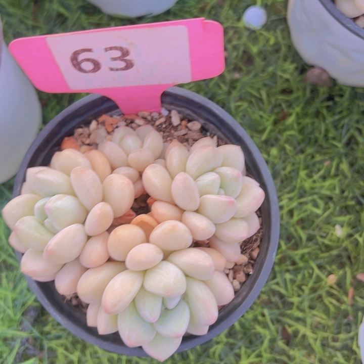 健健康康平平安安