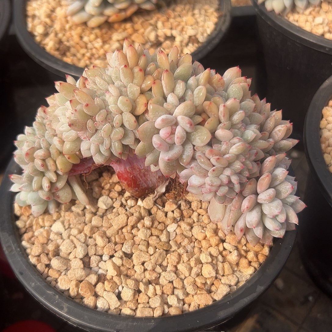星影锦树型缀化一物一拍