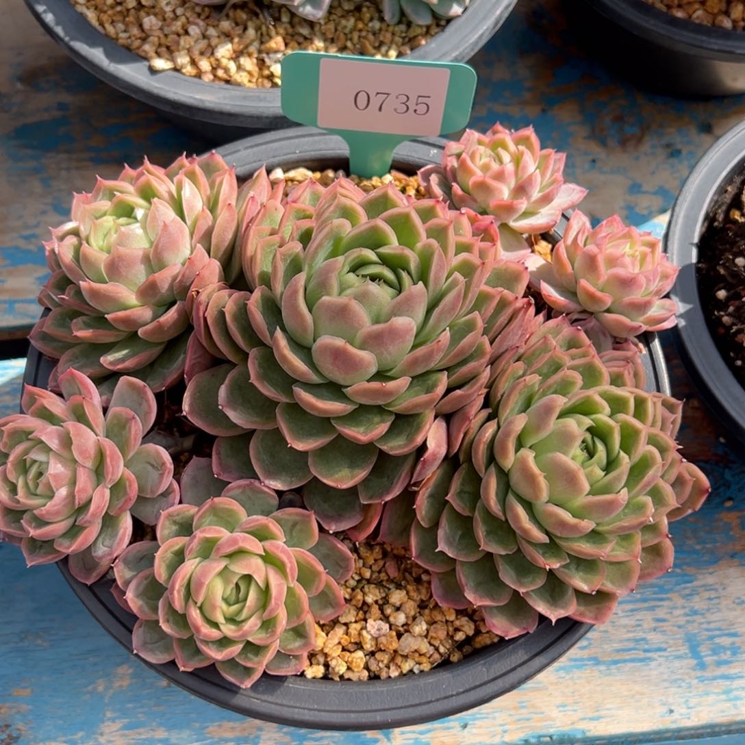 我**水0735多肉多多多多