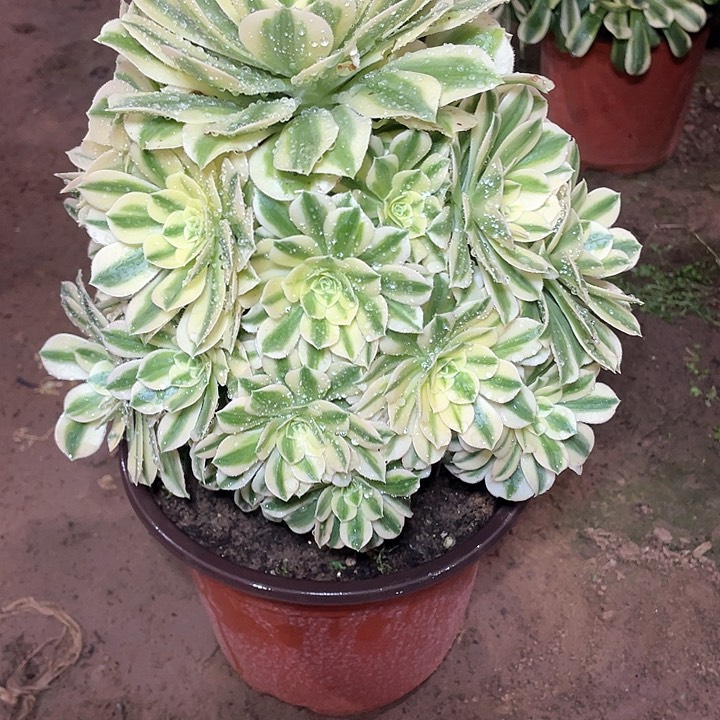 多肉法师多肉704