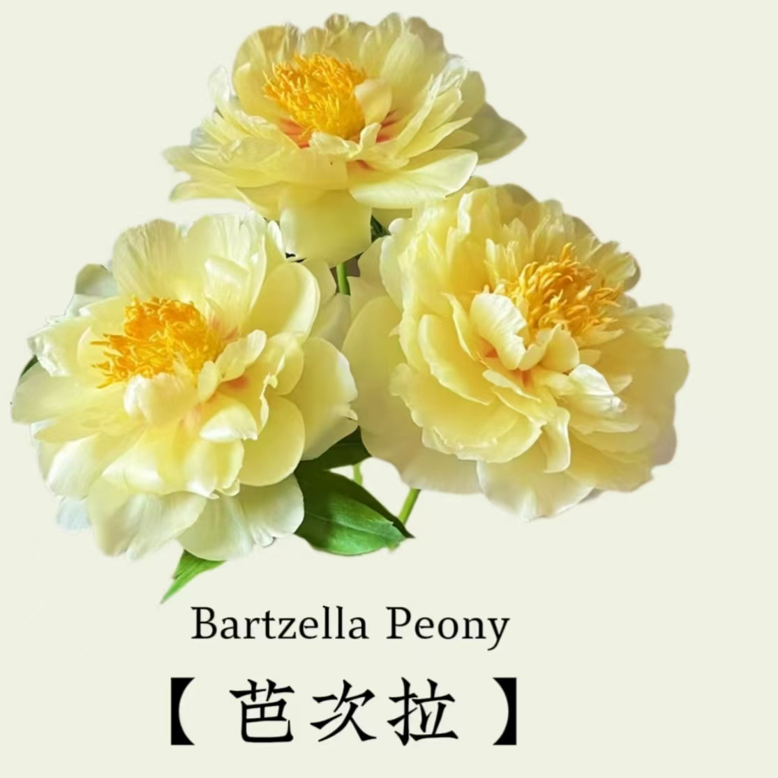 黄色系重瓣观赏芍药花苗庭院室内种植现挖现发