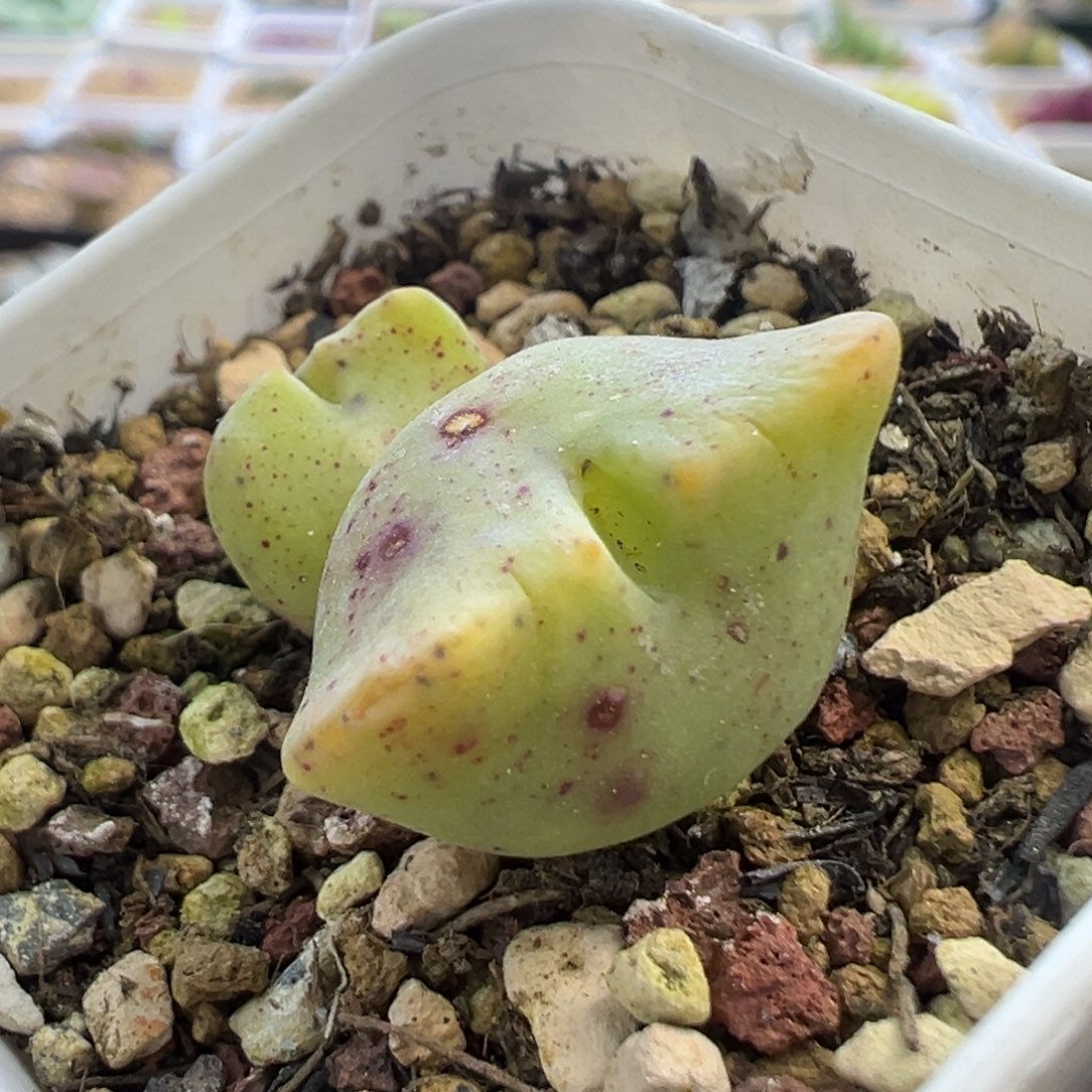 济公帽 肉锥植物