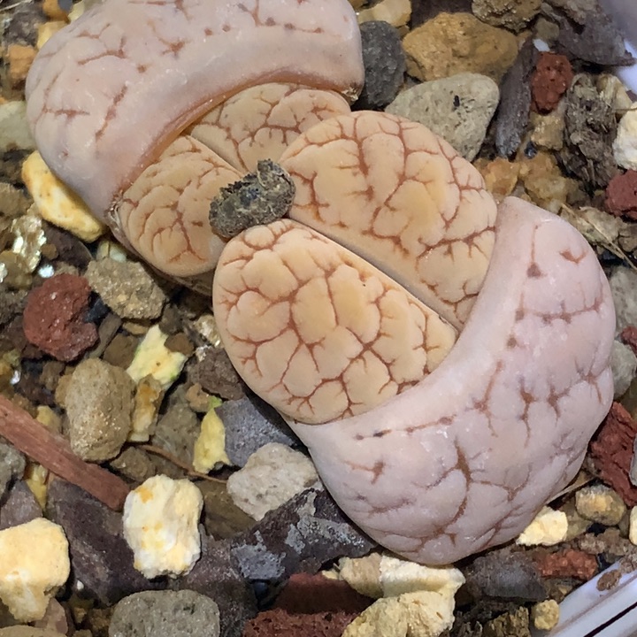 精品多肉植物大战僵尸先生