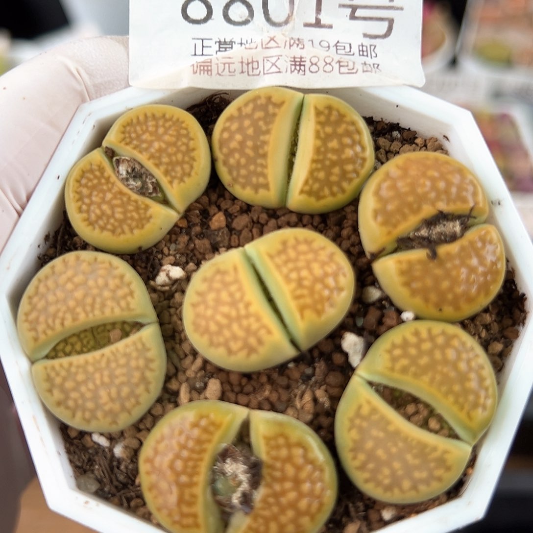 好养易活生石花大母本8801