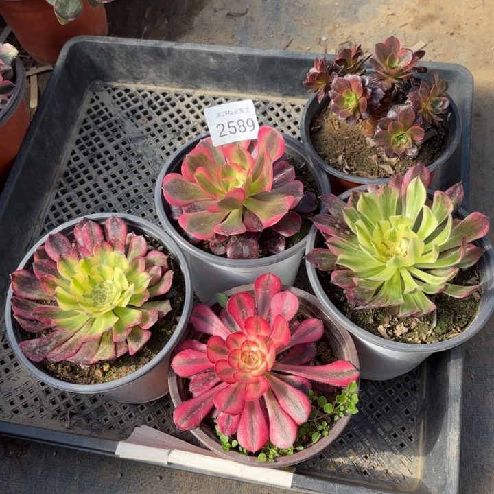 5颗多肉法师2589