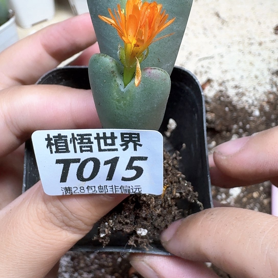 多肉植物的润泽dcv