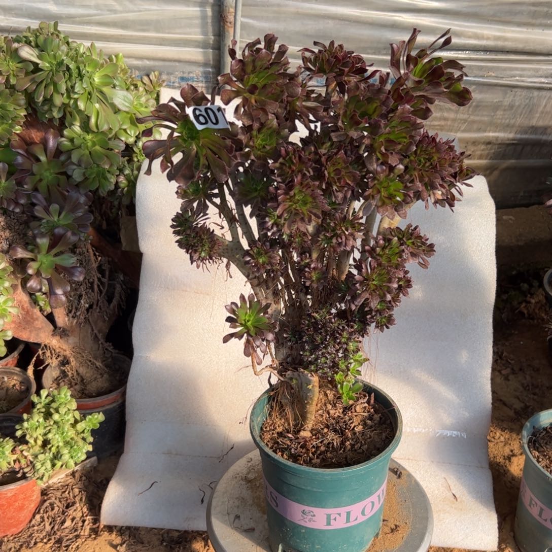 有伤黑缀601高度40厘米