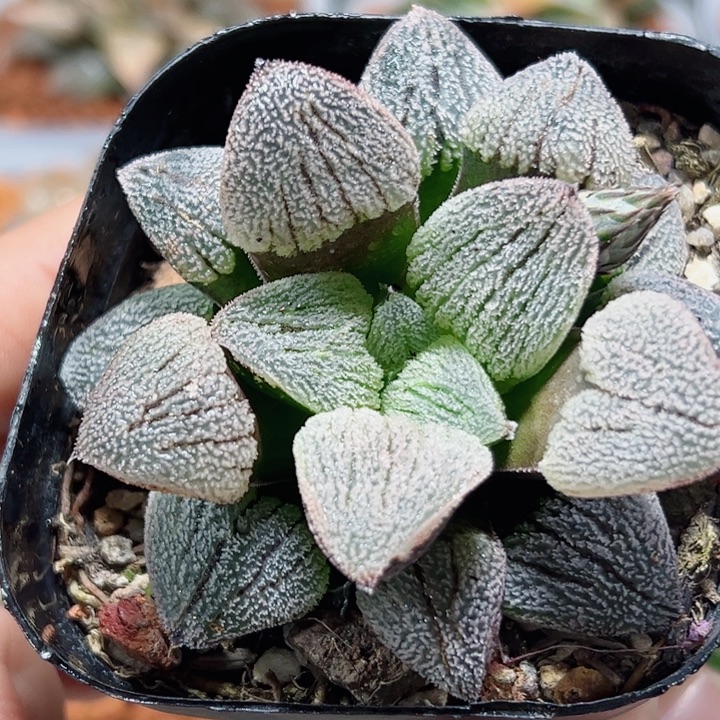 十二卷多肉雪之礼