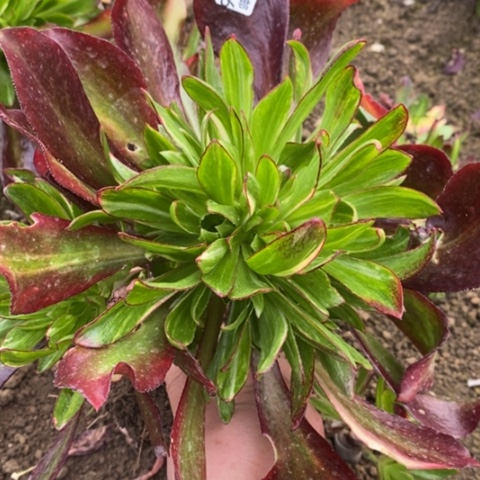 176嫁接魅影七彩满25包邮多肉