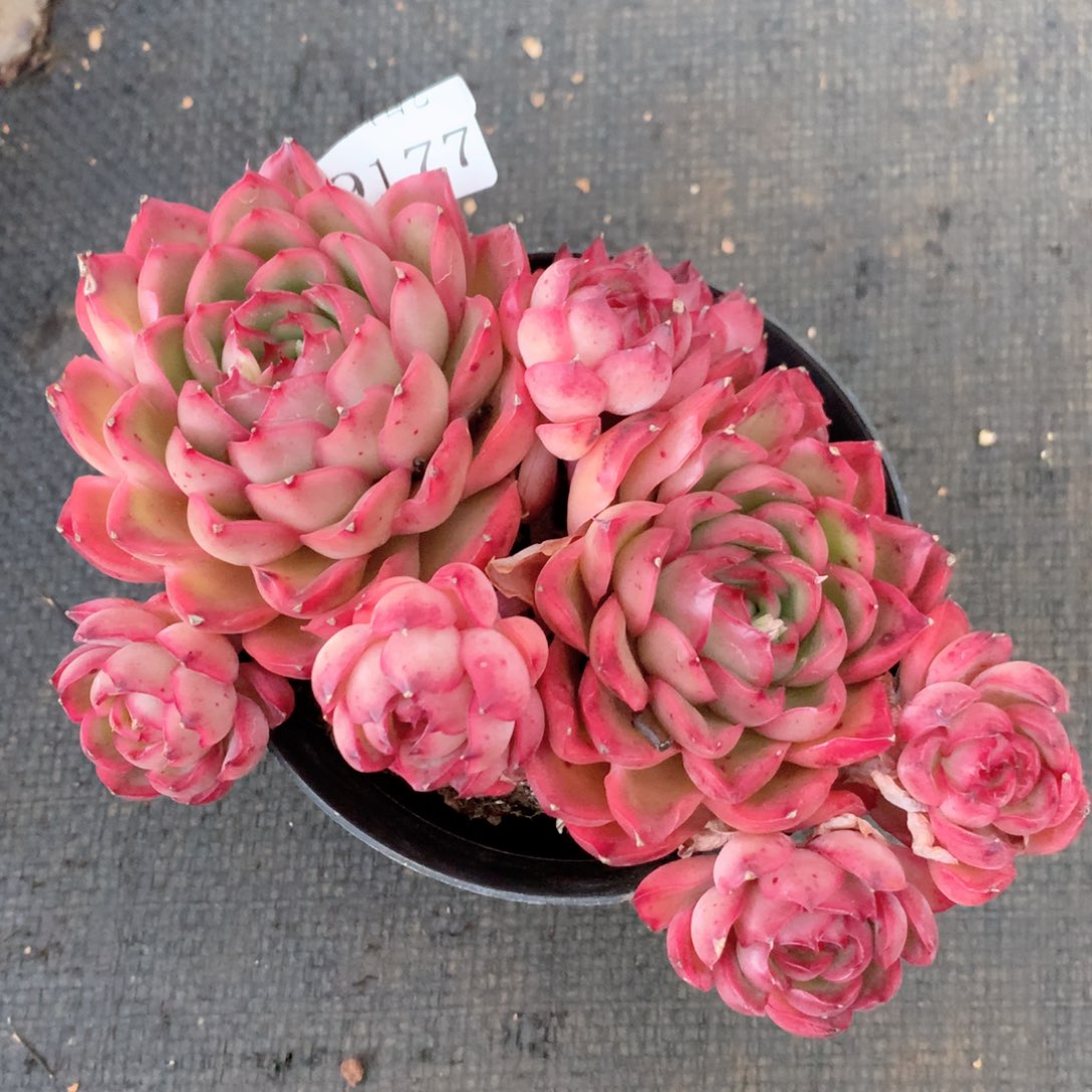 9177杂交多肉植物基地