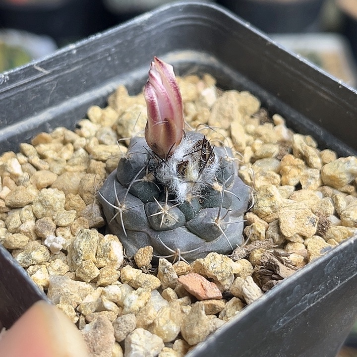 刘氏丸实生球2.7公分