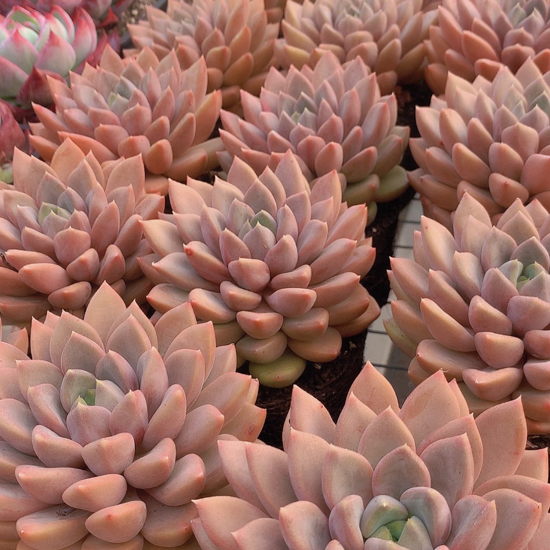 单头红象牙456789900000