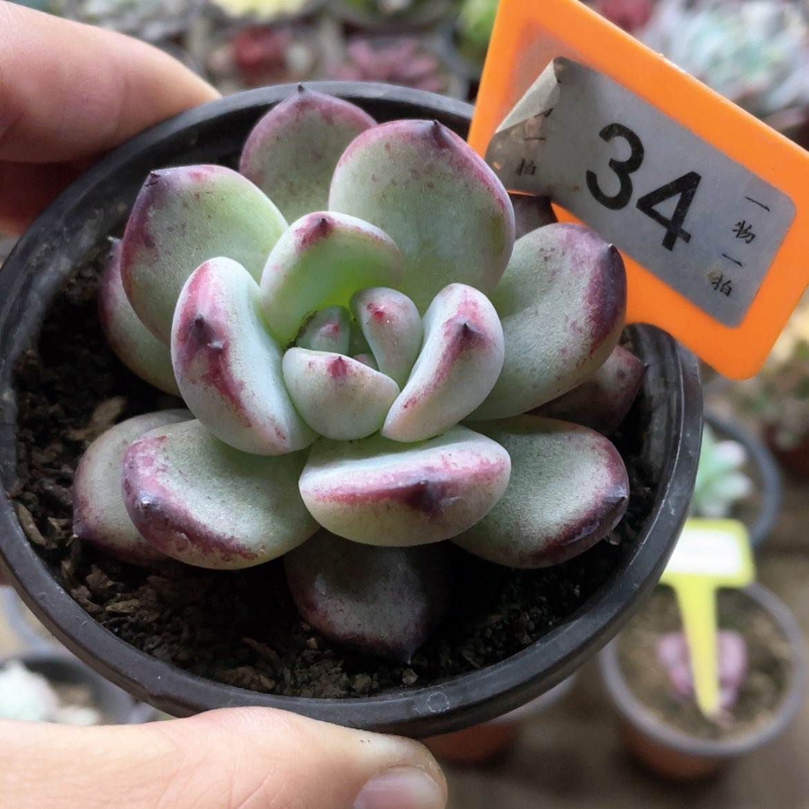 【闪购商品】拾**半34号的