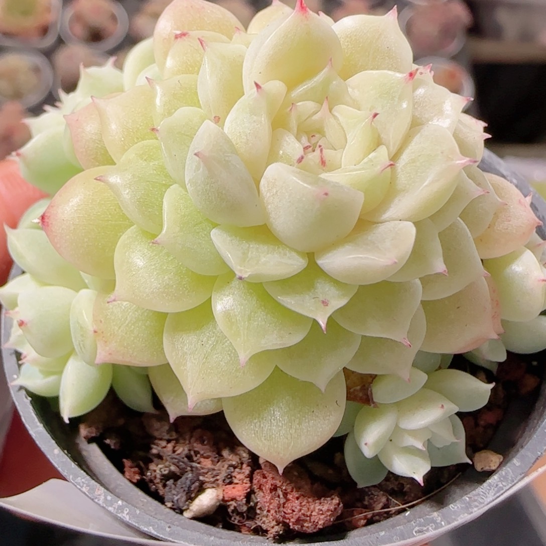 花语多肉1222-93散