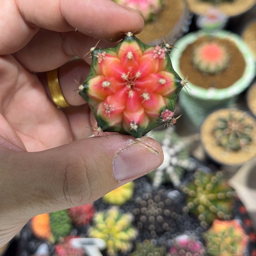 baby pink————————