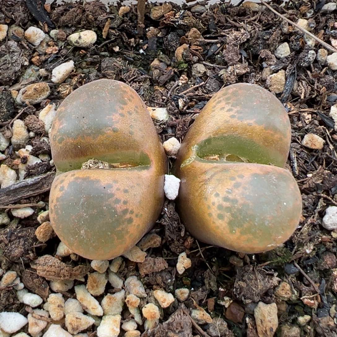 2.8好看的多肉046