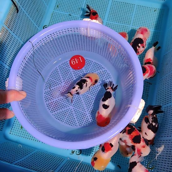 金鱼149兰寿两只特价顺丰包邮