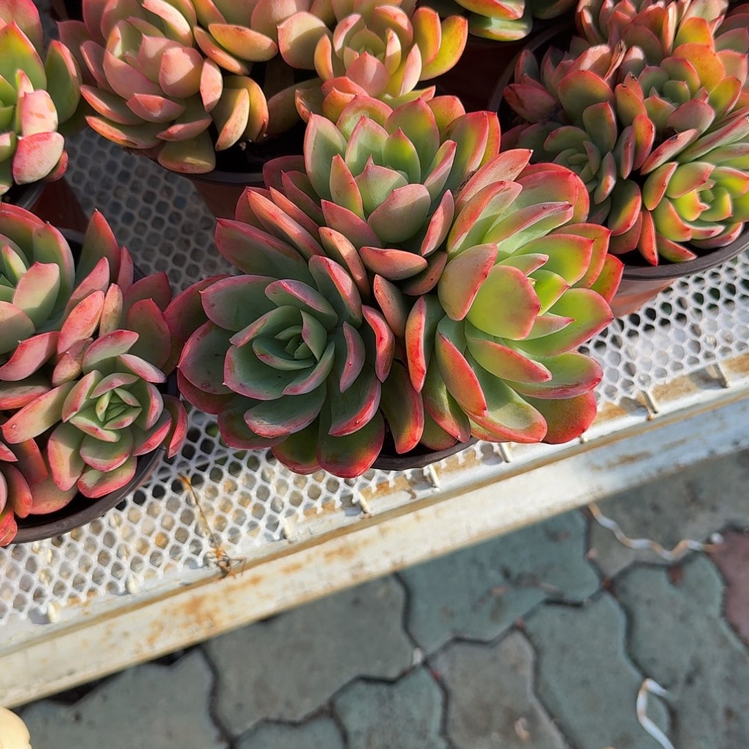 绮罗多肉植物精品