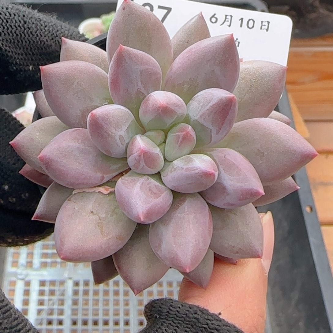 0610-137红蜻蜓红蜻蜓