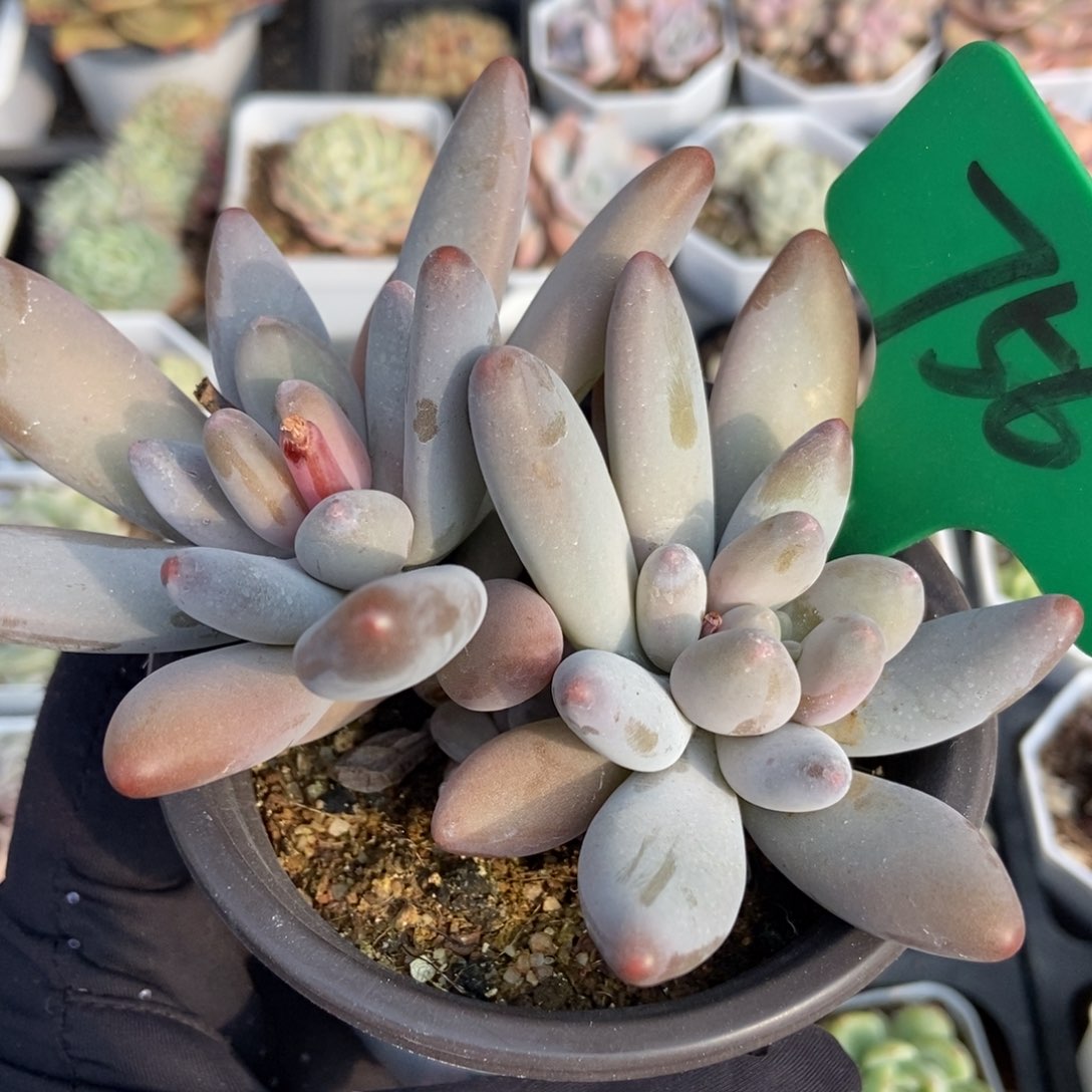 756白兰地多肉植物保护